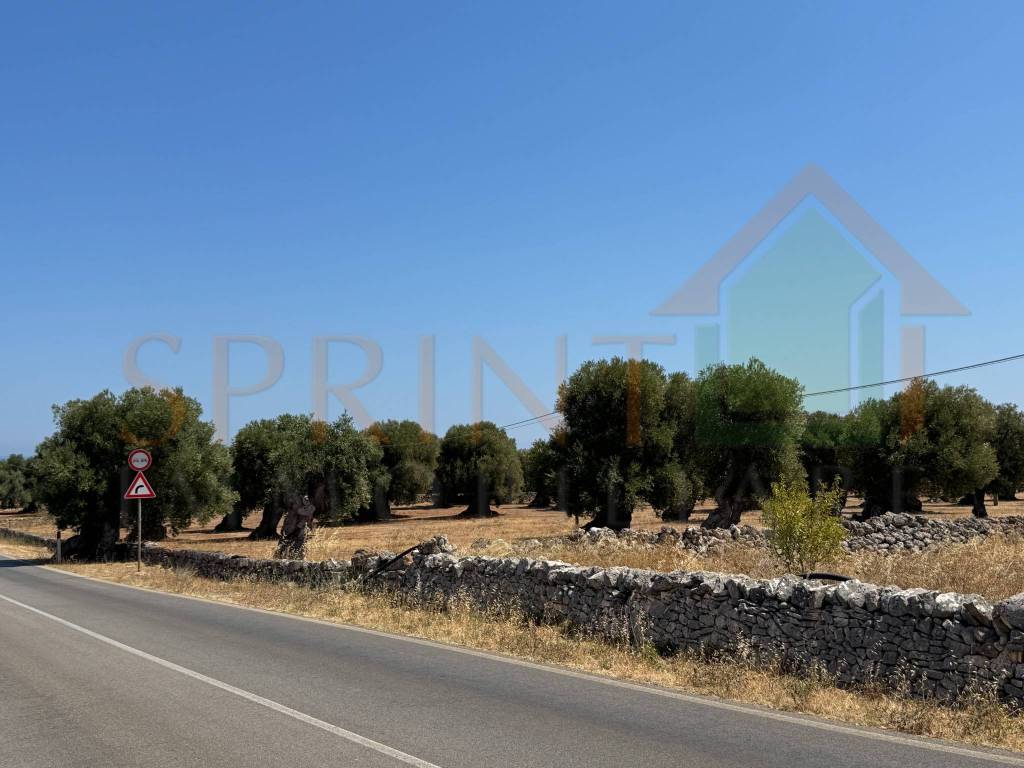 terreno agricolo in vendita a Fasano