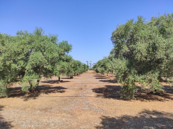 terreno agricolo in vendita a Fasano in zona Montalbano