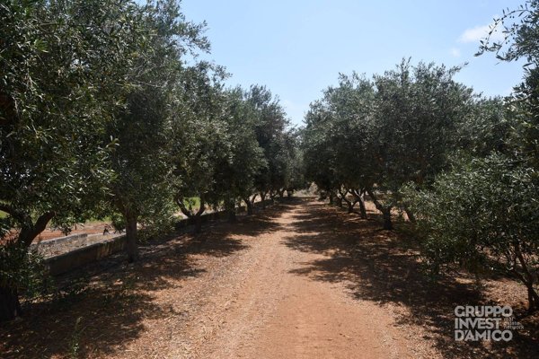 terreno agricolo in vendita a Fasano