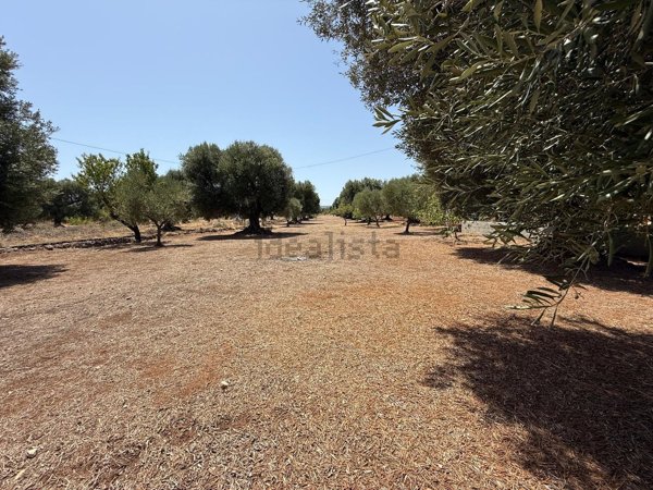terreno agricolo in vendita a Fasano in zona Torre Canne