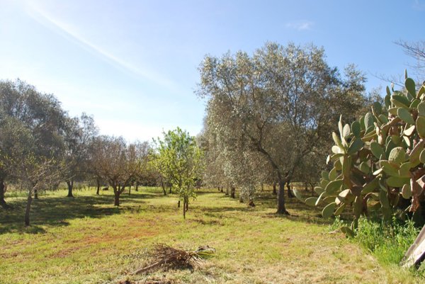 terreno agricolo in vendita a Fasano in zona Savelletri