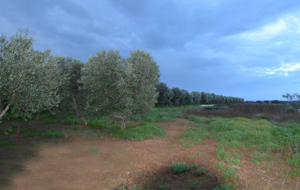terreno agricolo in vendita a Fasano