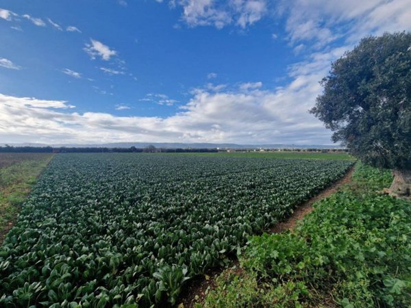 terreno agricolo in vendita a Fasano in zona Savelletri