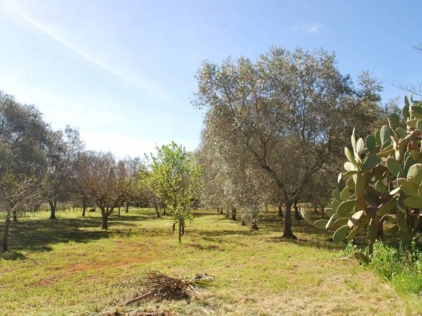 terreno agricolo in vendita a Fasano in zona Savelletri