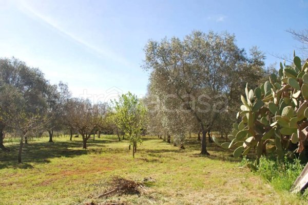 terreno agricolo in vendita a Fasano in zona Savelletri