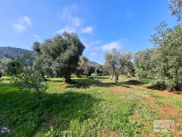 terreno agricolo in vendita a Fasano