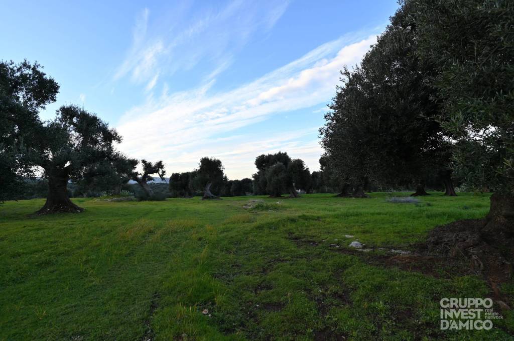 terreno agricolo in vendita a Fasano