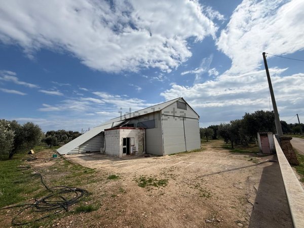 terreno agricolo in vendita a Fasano
