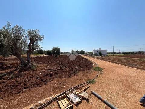 terreno agricolo in vendita a Fasano