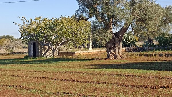 terreno agricolo in vendita a Fasano in zona Savelletri