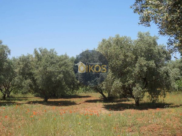 terreno agricolo in vendita a Fasano in zona Savelletri