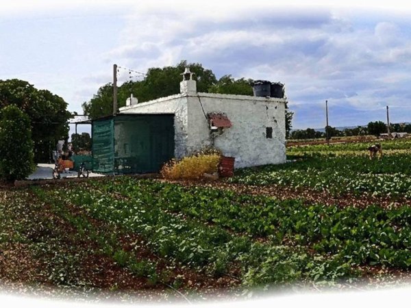 casa indipendente in vendita a Fasano
