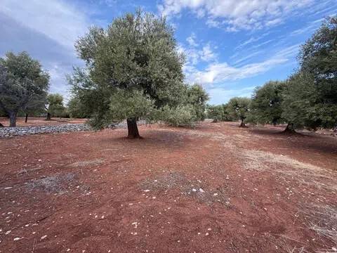 terreno in vendita a Fasano