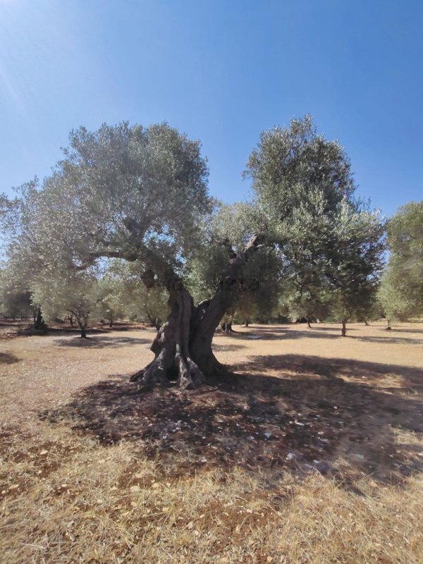 terreno in vendita a Fasano in zona Torre Canne