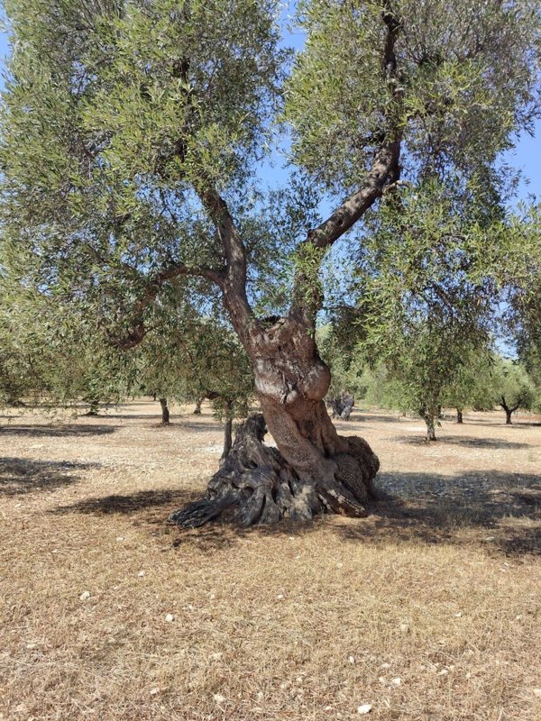 terreno in vendita a Fasano