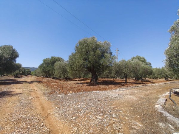 terreno in vendita a Fasano