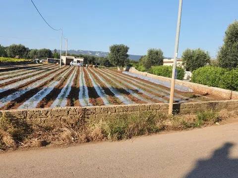 terreno agricolo in vendita a Fasano in zona Savelletri