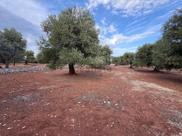 terreno in vendita a Fasano