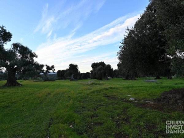 terreno in vendita a Fasano