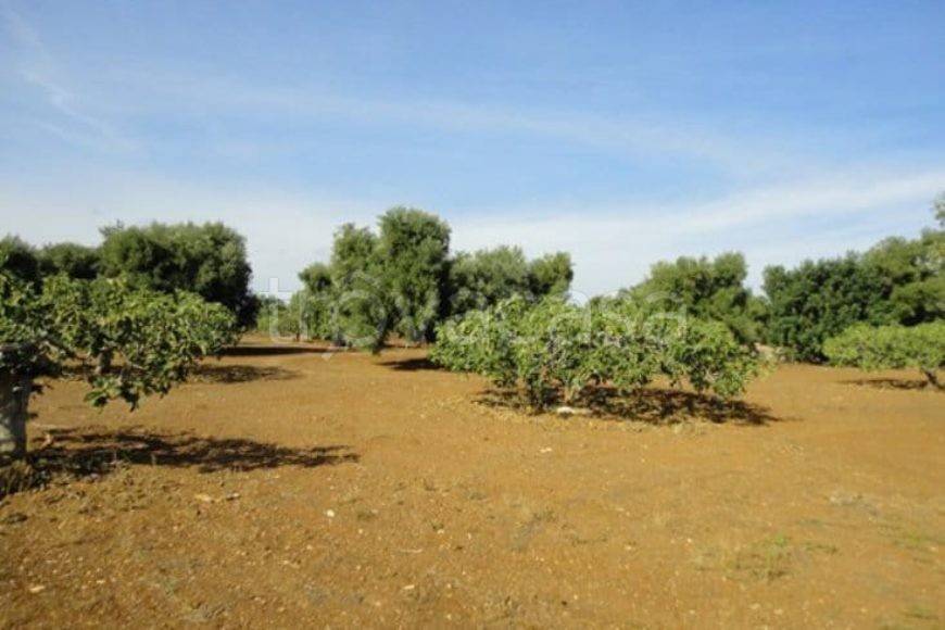 terreno in vendita a Fasano