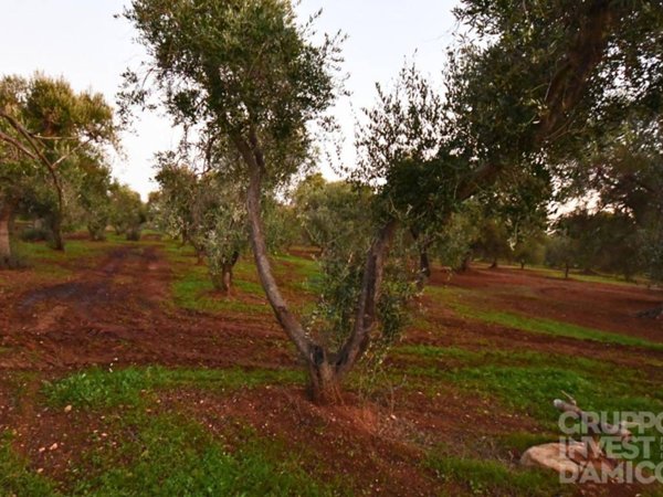 terreno in vendita a Fasano