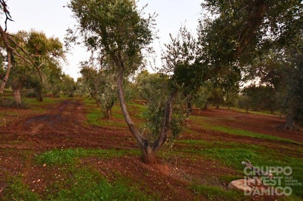 terreno in vendita a Fasano
