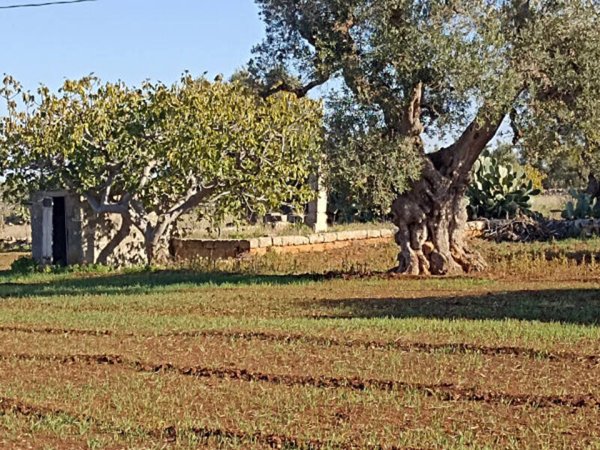 terreno in vendita a Fasano
