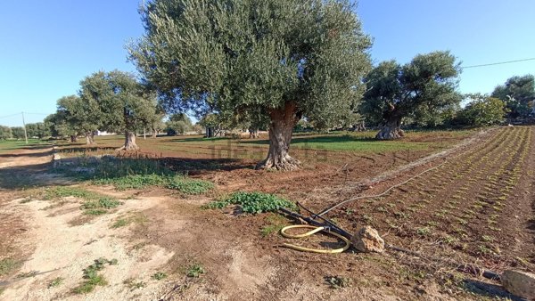 terreno in vendita a Fasano