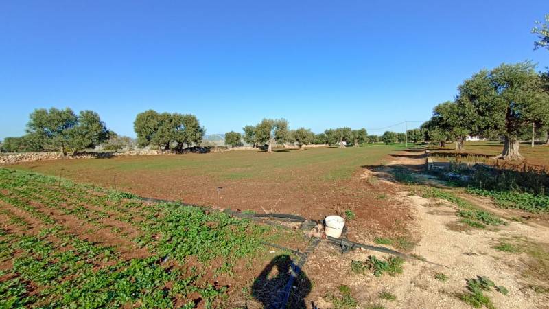 terreno in vendita a Fasano