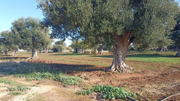 terreno in vendita a Fasano