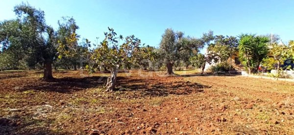 terreno agricolo in vendita a Francavilla Fontana