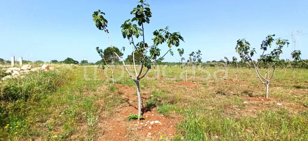 terreno agricolo in vendita a Francavilla Fontana