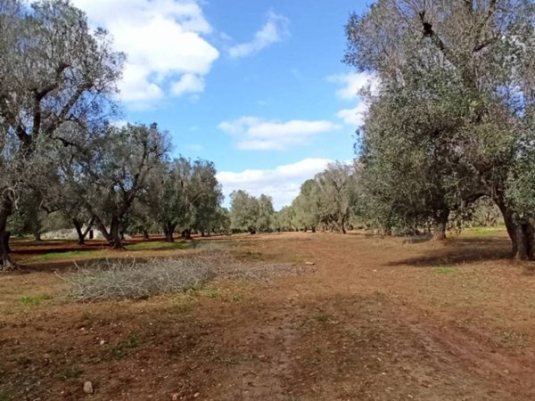 terreno agricolo in vendita a Francavilla Fontana