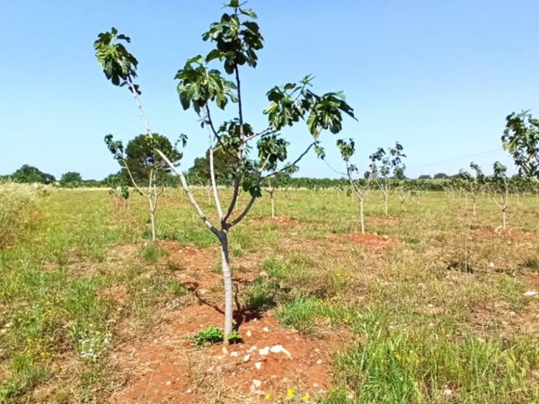 terreno agricolo in vendita a Francavilla Fontana