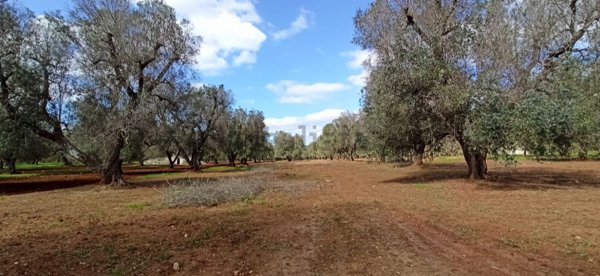 casa indipendente in vendita a Francavilla Fontana