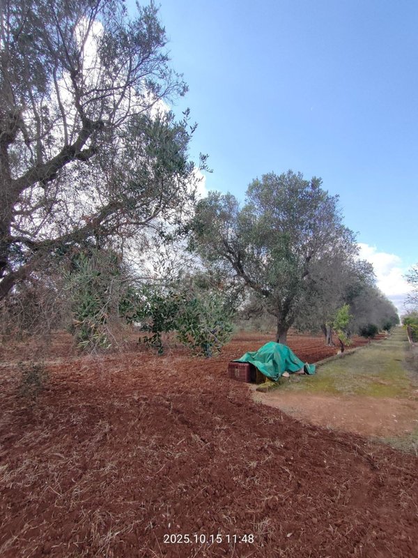 terreno agricolo in vendita a Francavilla Fontana