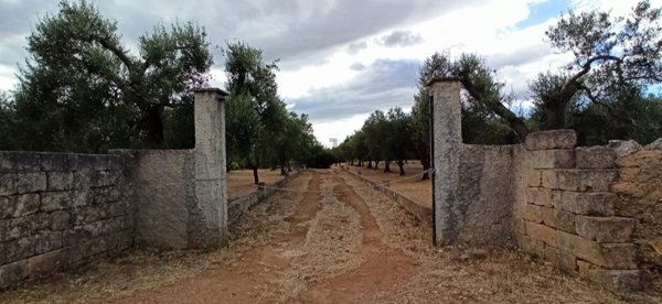 terreno agricolo in vendita a Francavilla Fontana