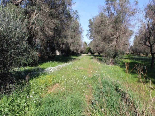 casa indipendente in vendita a Francavilla Fontana