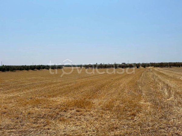 terreno agricolo in vendita a Francavilla Fontana