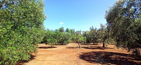 terreno agricolo in vendita a Francavilla Fontana