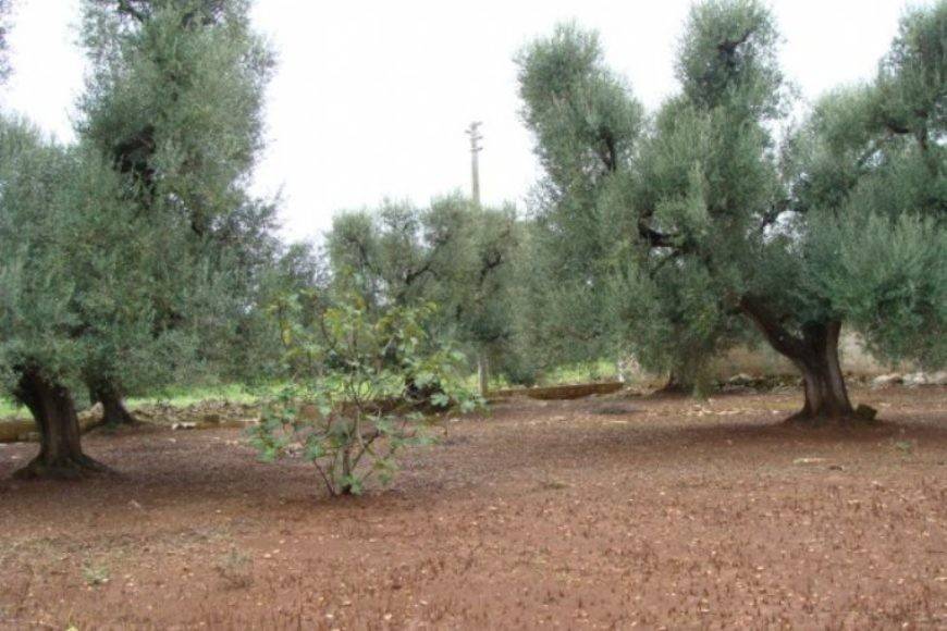terreno in vendita a Francavilla Fontana