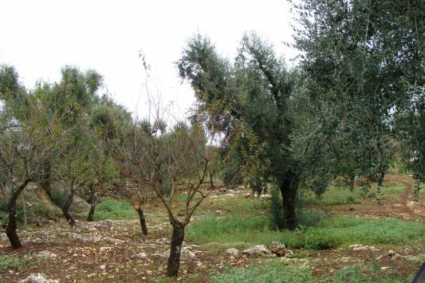 terreno in vendita a Francavilla Fontana