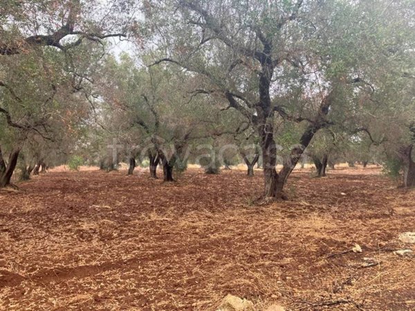 terreno agricolo in vendita a Latiano