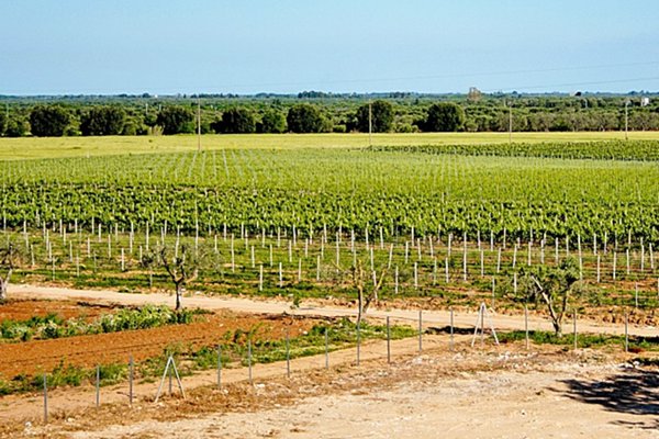 azienda agricola in vendita a Latiano