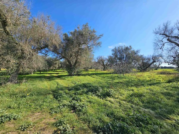 terreno agricolo in vendita a Latiano