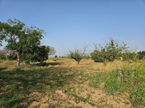 terreno agricolo in vendita a Mesagne