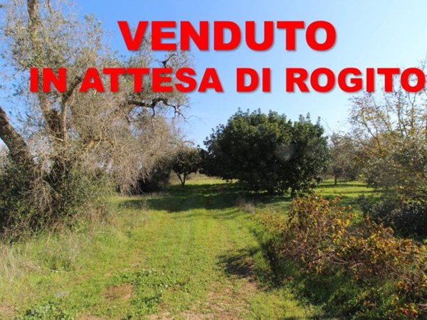 terreno agricolo in vendita a Mesagne