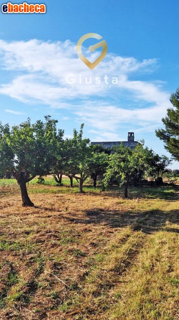 terreno agricolo in vendita a Mesagne