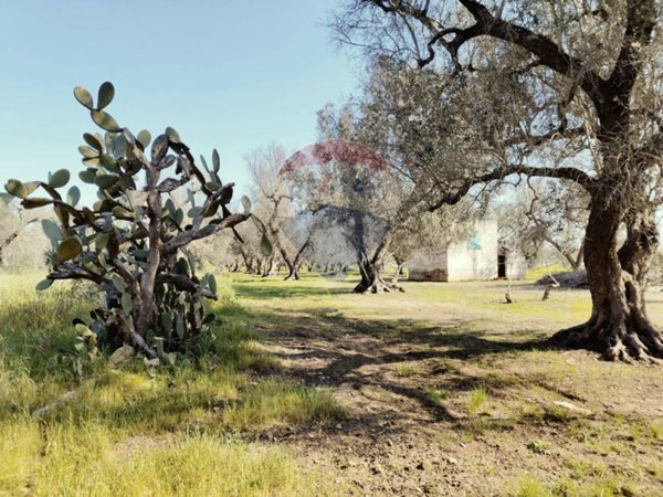 terreno agricolo in vendita a Mesagne