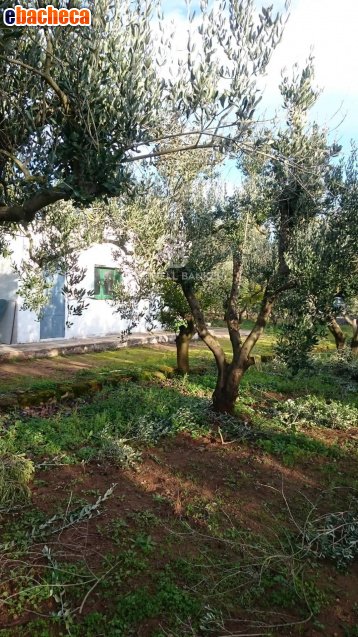 casa indipendente in vendita a Mesagne